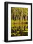 Trees reflected in the Noosa River, Cooloola National Park, Queensland, Australia-Mark A Johnson-Framed Photographic Print