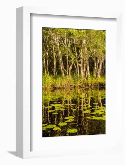 Trees reflected in the Noosa River, Cooloola National Park, Queensland, Australia-Mark A Johnson-Framed Photographic Print