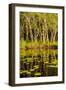 Trees reflected in the Noosa River, Cooloola National Park, Queensland, Australia-Mark A Johnson-Framed Photographic Print