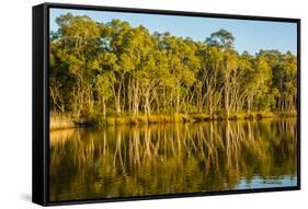 Trees reflected in the Noosa River, Cooloola National Park, Queensland, Australia-Mark A Johnson-Framed Stretched Canvas