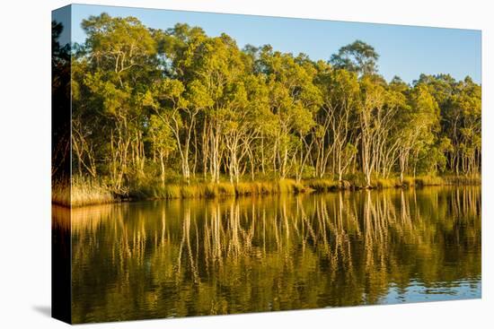 Trees reflected in the Noosa River, Cooloola National Park, Queensland, Australia-Mark A Johnson-Stretched Canvas