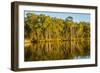 Trees reflected in the Noosa River, Cooloola National Park, Queensland, Australia-Mark A Johnson-Framed Photographic Print