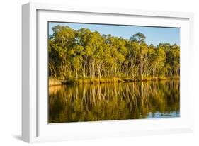 Trees reflected in the Noosa River, Cooloola National Park, Queensland, Australia-Mark A Johnson-Framed Photographic Print