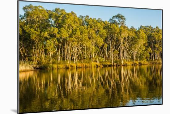 Trees reflected in the Noosa River, Cooloola National Park, Queensland, Australia-Mark A Johnson-Mounted Photographic Print