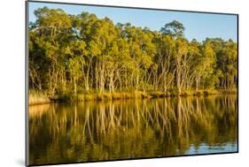 Trees reflected in the Noosa River, Cooloola National Park, Queensland, Australia-Mark A Johnson-Mounted Photographic Print