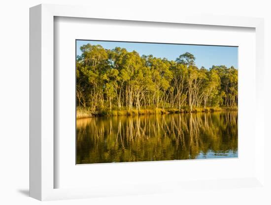 Trees reflected in the Noosa River, Cooloola National Park, Queensland, Australia-Mark A Johnson-Framed Photographic Print