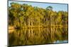 Trees reflected in the Noosa River, Cooloola National Park, Queensland, Australia-Mark A Johnson-Mounted Photographic Print