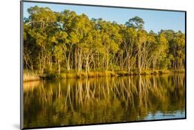 Trees reflected in the Noosa River, Cooloola National Park, Queensland, Australia-Mark A Johnson-Mounted Photographic Print