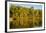 Trees reflected in the Noosa River, Cooloola National Park, Queensland, Australia-Mark A Johnson-Framed Photographic Print