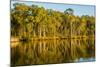 Trees reflected in the Noosa River, Cooloola National Park, Queensland, Australia-Mark A Johnson-Mounted Photographic Print