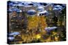 Trees Reflected in Water on the Banks of the River Orkla, Norway, September 2008-Lundgren-Stretched Canvas