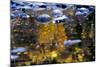 Trees Reflected in Water on the Banks of the River Orkla, Norway, September 2008-Lundgren-Mounted Photographic Print