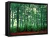 Trees, Shirakawa-Mura, Gifu, Japan-Panoramic Images-Framed Stretched Canvas