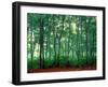 Trees, Shirakawa-Mura, Gifu, Japan-Panoramic Images-Framed Photographic Print