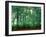 Trees, Shirakawa-Mura, Gifu, Japan-Panoramic Images-Framed Photographic Print