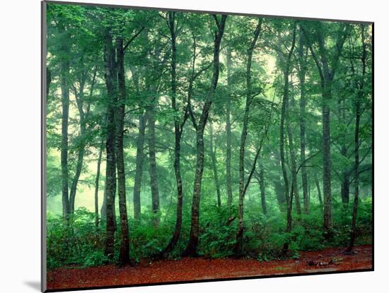 Trees, Shirakawa-Mura, Gifu, Japan-Panoramic Images-Mounted Photographic Print