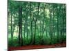 Trees, Shirakawa-Mura, Gifu, Japan-Panoramic Images-Mounted Photographic Print