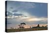 Trees Silhouetted Against a Pastel Sunset Sky in Chapada Dos Veadeiros National Park-Alex Saberi-Stretched Canvas