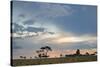 Trees Silhouetted Against a Pastel Sunset Sky in Chapada Dos Veadeiros National Park-Alex Saberi-Stretched Canvas