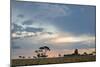 Trees Silhouetted Against a Pastel Sunset Sky in Chapada Dos Veadeiros National Park-Alex Saberi-Mounted Photographic Print