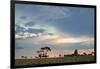 Trees Silhouetted Against a Pastel Sunset Sky in Chapada Dos Veadeiros National Park-Alex Saberi-Framed Photographic Print