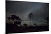 Trees Silhouetted Against a Star Filled Sky in Chapada Dos Veadeiros National Park-Alex Saberi-Mounted Photographic Print