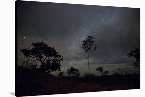 Trees Silhouetted Against a Star Filled Sky in Chapada Dos Veadeiros National Park-Alex Saberi-Stretched Canvas