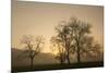 Trees Silhouetted at Sunrise, Cades Cove, Great Smoky Mountains, National Park, Tennessee-Adam Jones-Mounted Photographic Print
