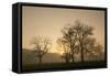 Trees Silhouetted at Sunrise, Cades Cove, Great Smoky Mountains, National Park, Tennessee-Adam Jones-Framed Stretched Canvas