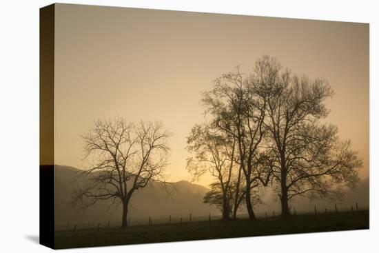 Trees Silhouetted at Sunrise, Cades Cove, Great Smoky Mountains, National Park, Tennessee-Adam Jones-Stretched Canvas