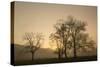 Trees Silhouetted at Sunrise, Cades Cove, Great Smoky Mountains, National Park, Tennessee-Adam Jones-Stretched Canvas