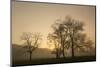 Trees Silhouetted at Sunrise, Cades Cove, Great Smoky Mountains, National Park, Tennessee-Adam Jones-Mounted Photographic Print