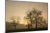 Trees Silhouetted at Sunrise, Cades Cove, Great Smoky Mountains, National Park, Tennessee-Adam Jones-Mounted Photographic Print