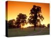 Trees Silhouetted with Path, Walla Walla County, USA-Brent Bergherm-Stretched Canvas