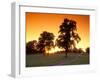 Trees Silhouetted with Path, Walla Walla County, USA-Brent Bergherm-Framed Photographic Print