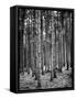 Trees Standing in the Black Forest-Dmitri Kessel-Framed Stretched Canvas