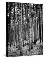 Trees Standing in the Black Forest-Dmitri Kessel-Stretched Canvas