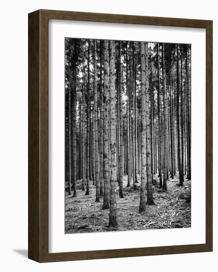 Trees Standing in the Black Forest-Dmitri Kessel-Framed Photographic Print