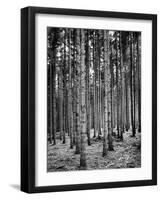 Trees Standing in the Black Forest-Dmitri Kessel-Framed Photographic Print