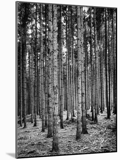 Trees Standing in the Black Forest-Dmitri Kessel-Mounted Photographic Print