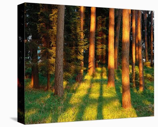 Trees Stems During Sunset-null-Stretched Canvas
