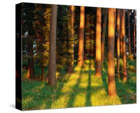 Trees Stems During Sunset-null-Stretched Canvas