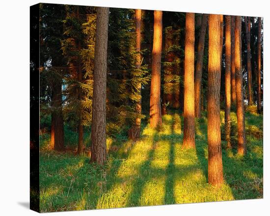 Trees Stems During Sunset-null-Stretched Canvas