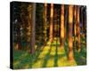 Trees Stems During Sunset-null-Stretched Canvas