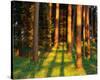 Trees Stems During Sunset-null-Stretched Canvas