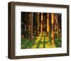 Trees Stems During Sunset-null-Framed Art Print