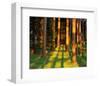 Trees Stems During Sunset-null-Framed Art Print