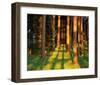 Trees Stems During Sunset-null-Framed Art Print