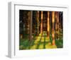 Trees Stems During Sunset-null-Framed Art Print