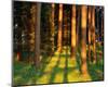 Trees Stems During Sunset-null-Mounted Art Print